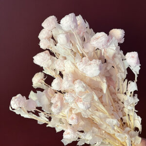 Spray Roses, Blush Pink, Preserved, 60cm
