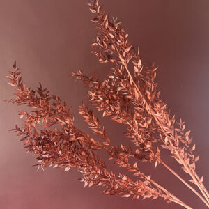 Ruscus acu. Cinnamon Brown, Preserved, 50-70cm