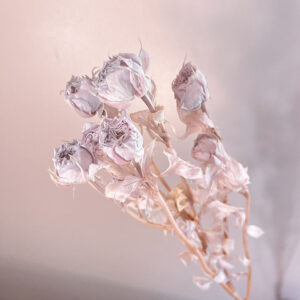 Spray Roses, Pale Mauve, Preserved, 60cm