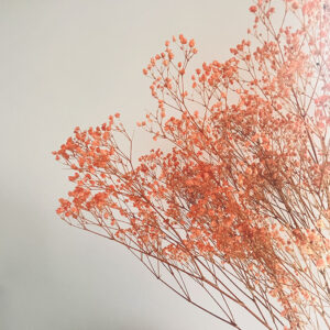 Baby’s Breath, Peach, Preserved (Gypsophila) 70cm
