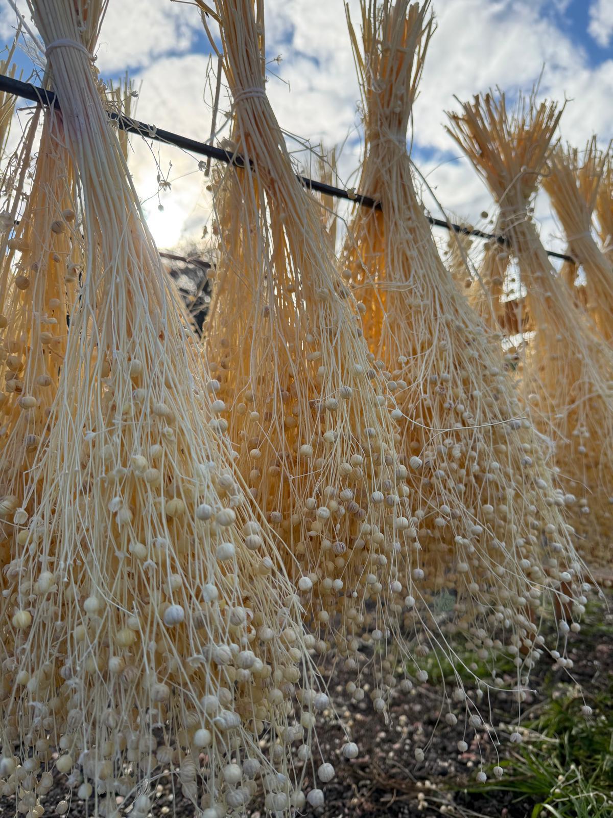 Bubble Flax drying in the sun