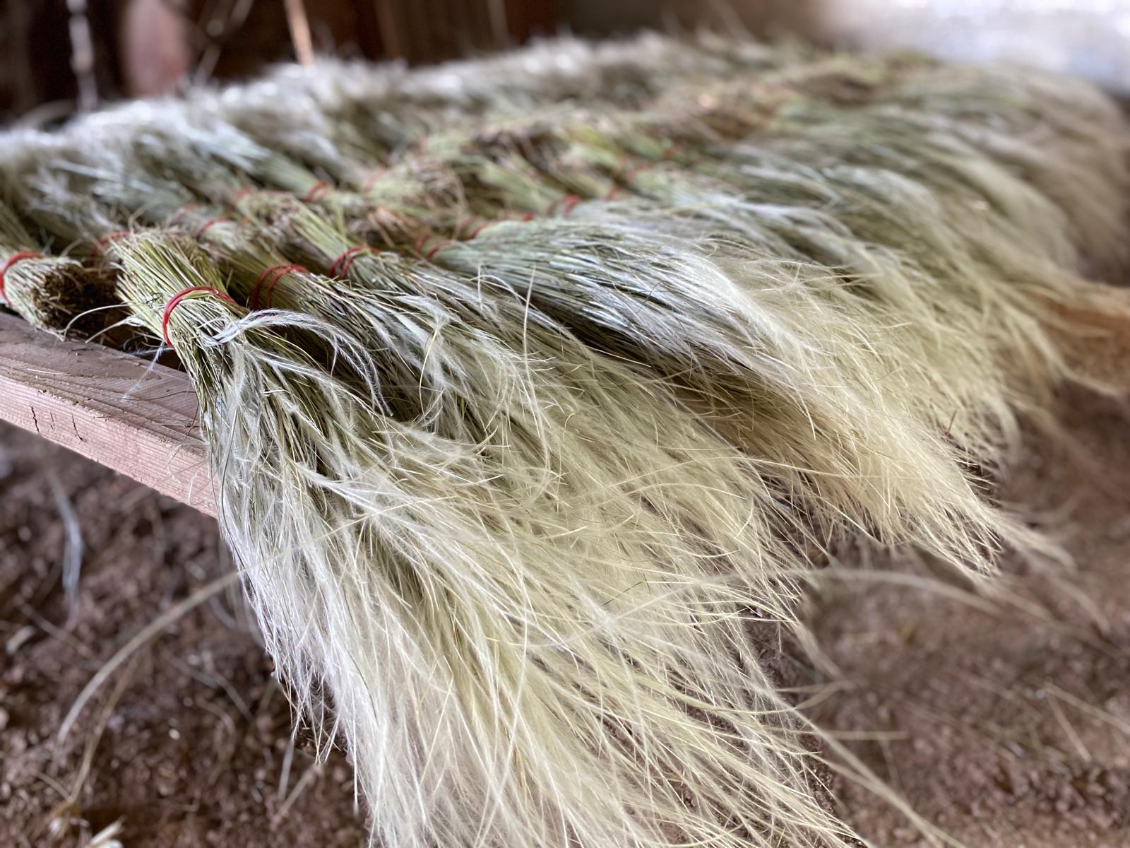 Stipa drying