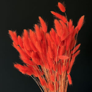 Lagurus Grass, Bright Orange, Dried (Bunny Tails) 50-70cm 100g