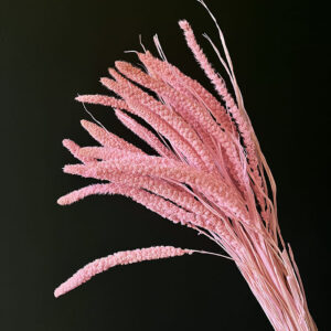 Setaria italica, Light Pink, Dried (Canary Millet) 60cm