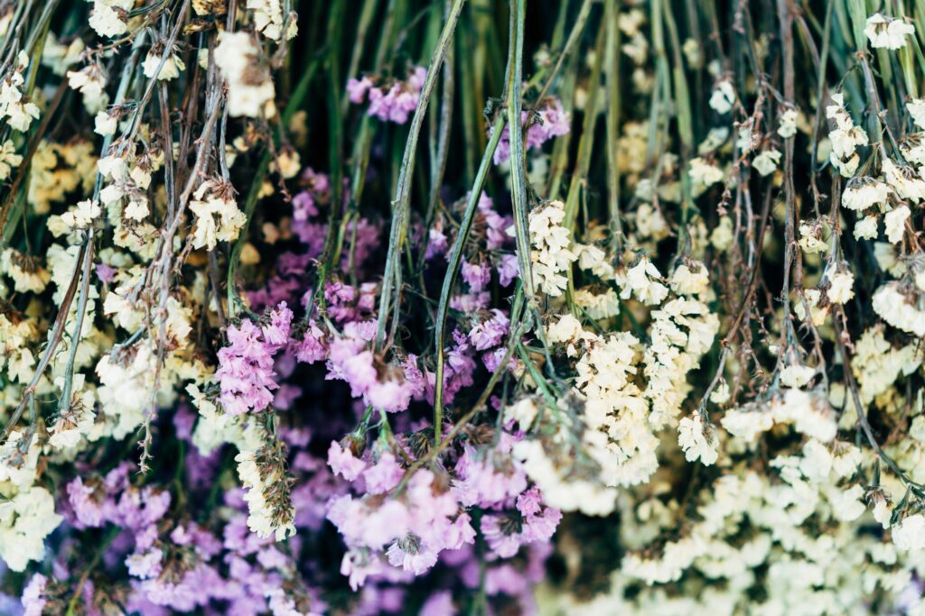 Dried statice flowers hanging upside down