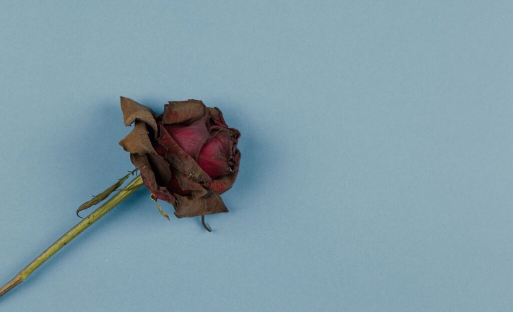 A dried rose starting to brown