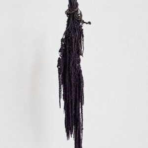 Amaranthus caudatus, Purple Black, Preserved (Cascading) up to 70cm