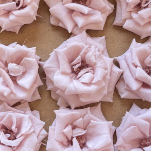 Majolica Roses, Heritage Pink, Preserved