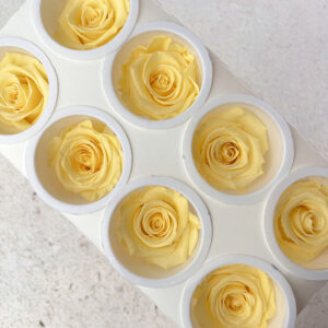 Roses, Buttermilk Yellow, Preserved, x8 blooms, 5cm (Kiara®)