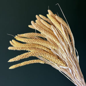 Setaria italica, Soft Yellow, Dried (Canary Millet) 60cm