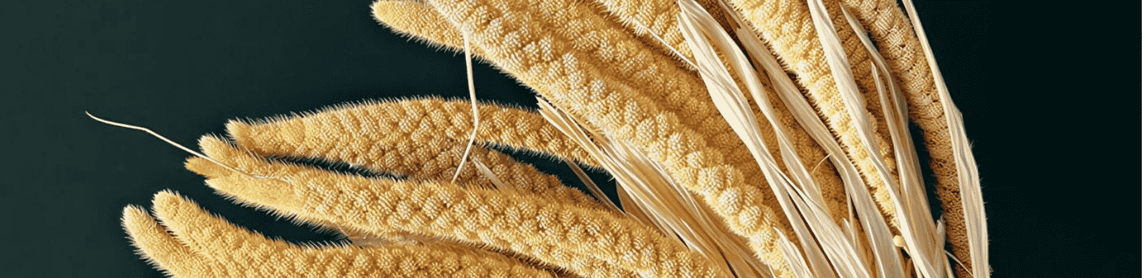 Millet Grass Sale